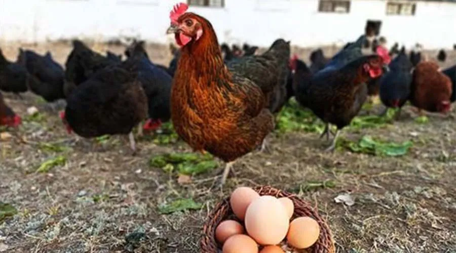   Çerkezköy Ziraat Odasından ‘ Kendi yumurtanı kendin yetiştir’ projesi 