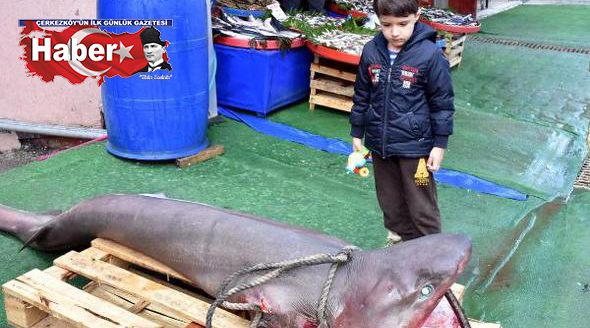 150 kilo ağırlığında köpek balığı yakalandı
