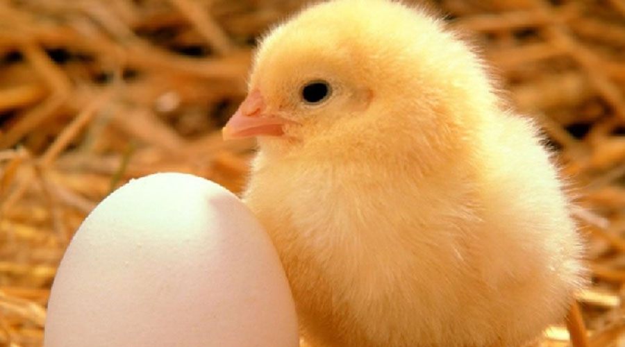  Tavuk yumurtası üretimi arttı