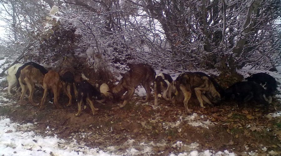  Köpekler donmak üzereyken kurtarıldı