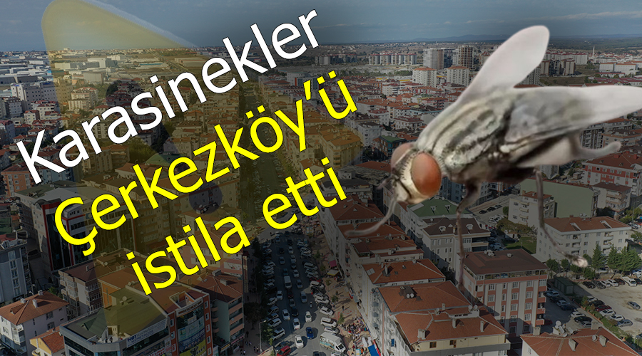 Karasinekler Çerkezköy’ü istila etti