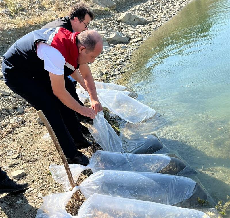 ​İl Tarım ve Orman Müdürü Öcal, göletlere balık bıraktı