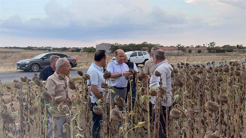 Kuraklık ve aşırı sıcakların etkilediği ayçiçeği üretim alanları incelendi