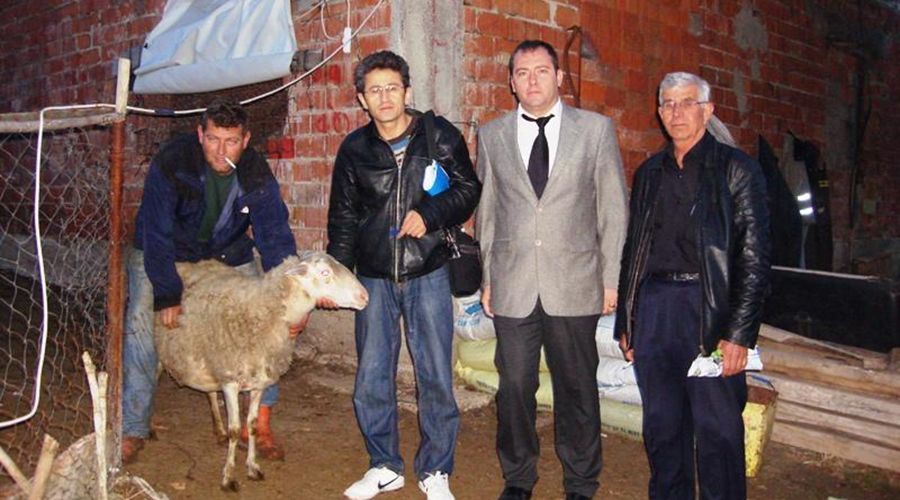 Koyun yetiştiricilerine Türkgeldi koyunu dağıtıldı 