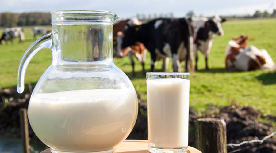 İçme sütü üretimi arttı