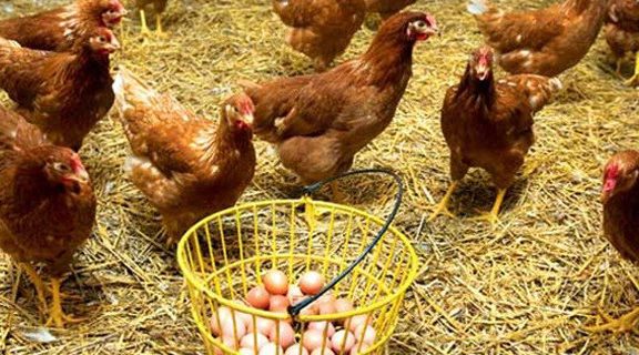 Yumurta üretimi arttı 