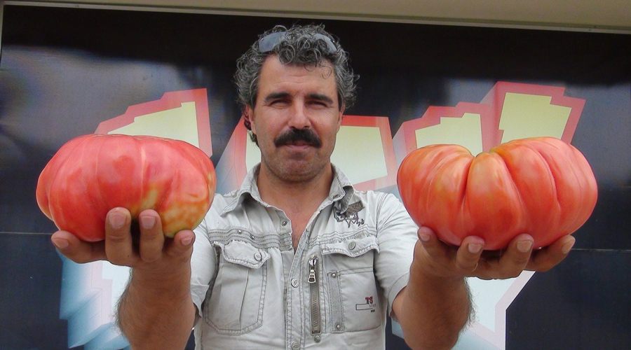 1 kiloluk domatesler görenleri şaşkına çeviriyor